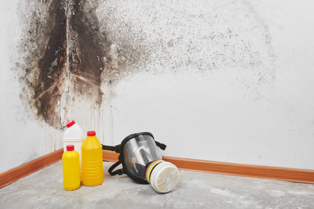 Professional Mold Removal in Bolivar, MO