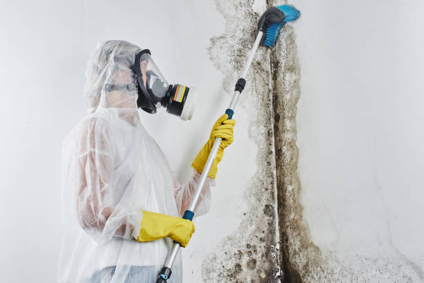 Best Commercial Mold Removal  in Bolivar, MO