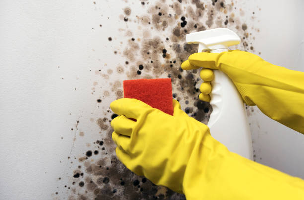 Best Mold Damage Repair  in Bolivar, MO