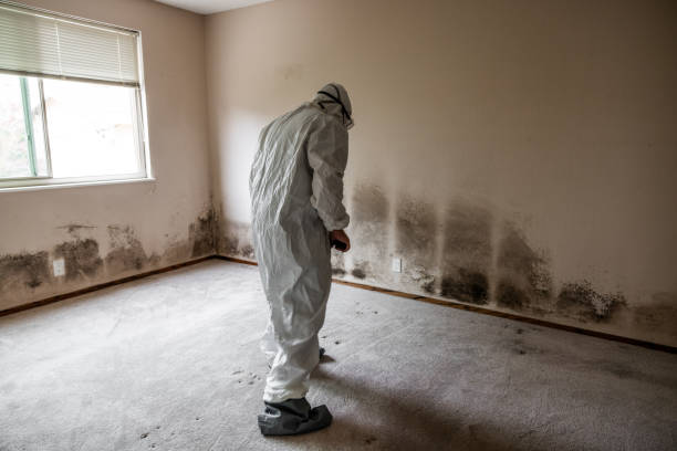 Mold Removal Process in Bolivar, MO