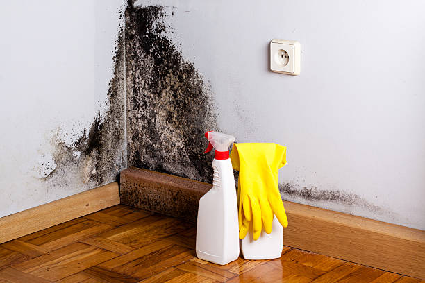 Best Attic Mold Removal  in Bolivar, MO