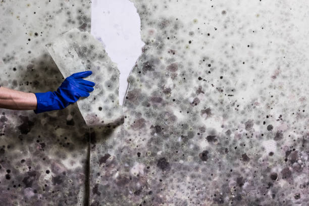 Best Emergency Mold Removal  in Bolivar, MO